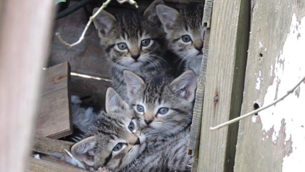 Kittens on a boat