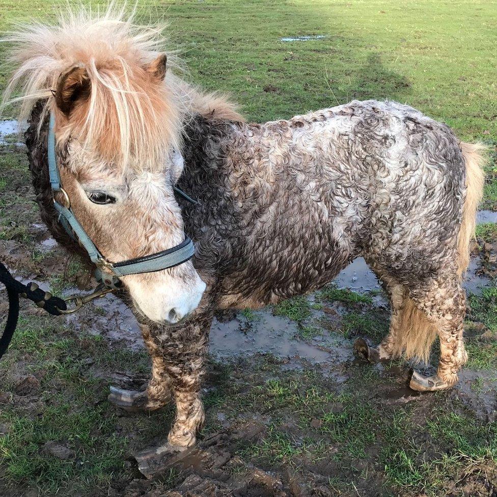 Shetland pony