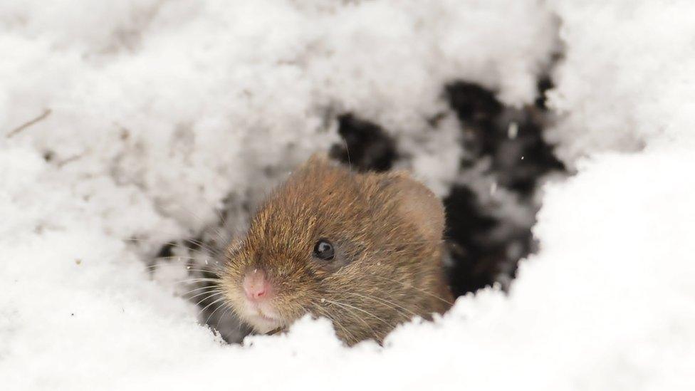 Vole