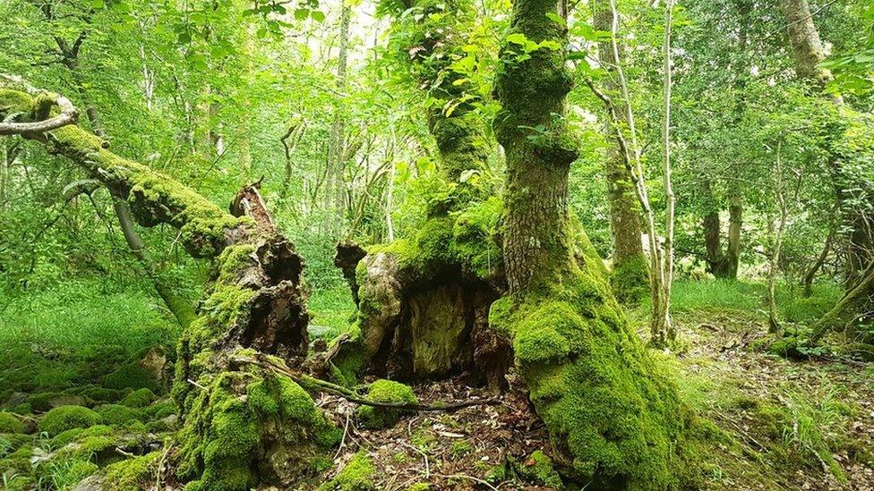 The Burnbanks oak