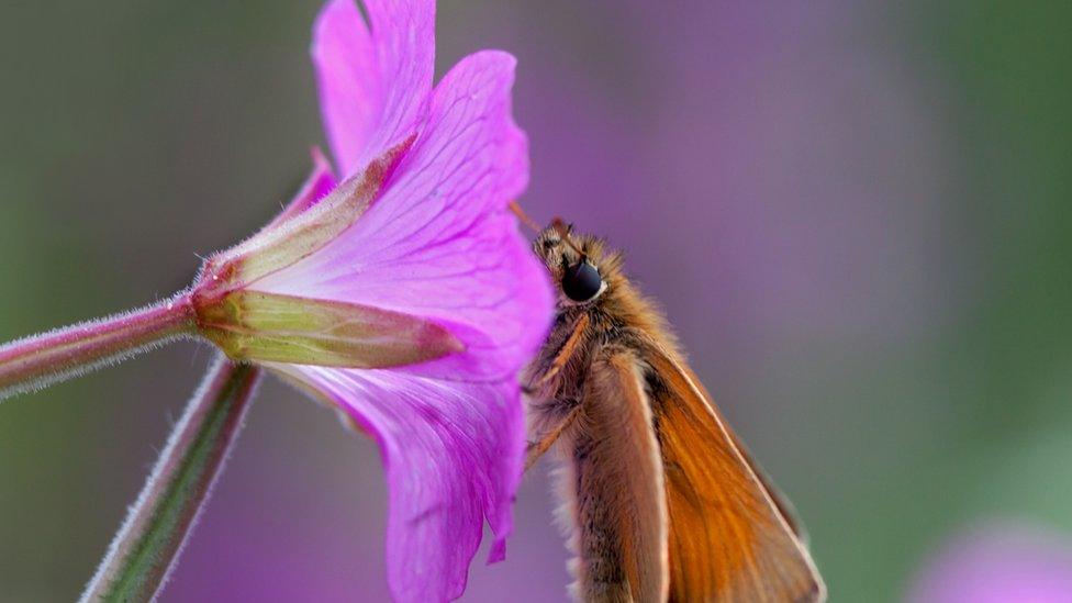 Small skipper butterfly