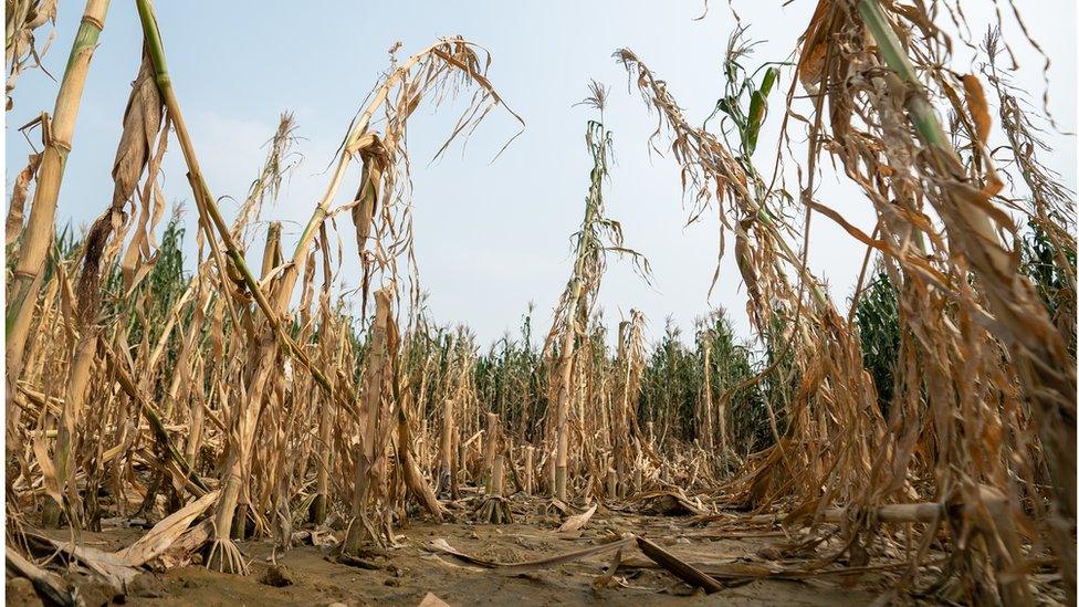 Dried out rice crops in Heilongjiang Province, China (August 2023)