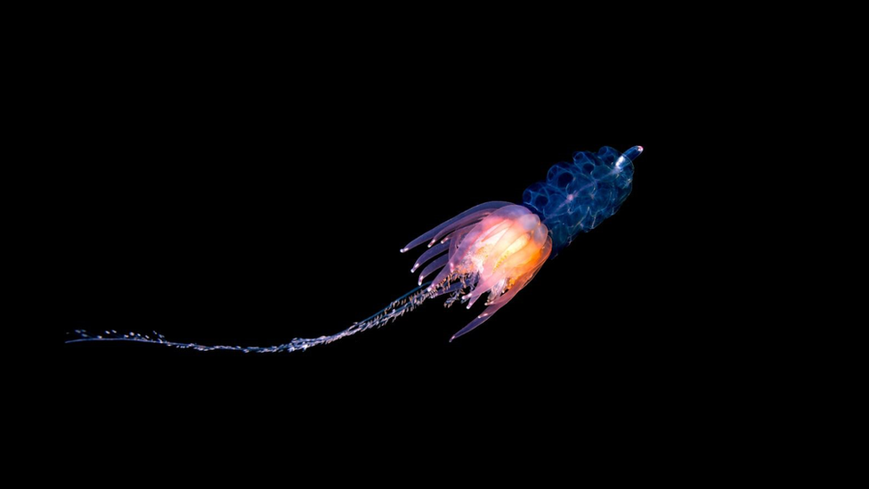 Hula Skirt Siphonophore