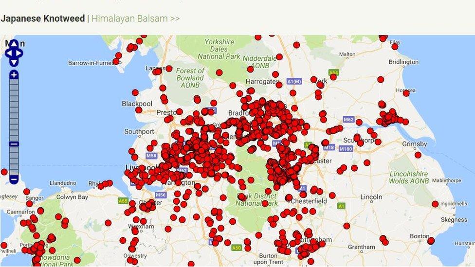 plantTracker map of Japanese knotweed