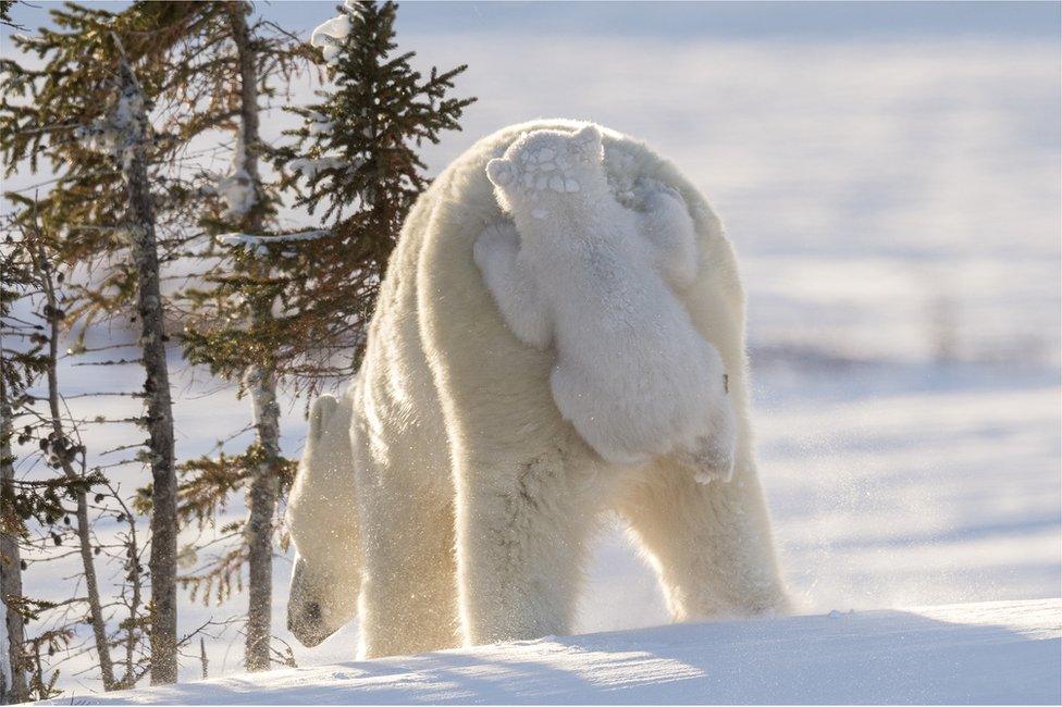 A baby polar bear holding on to it's mothers fur