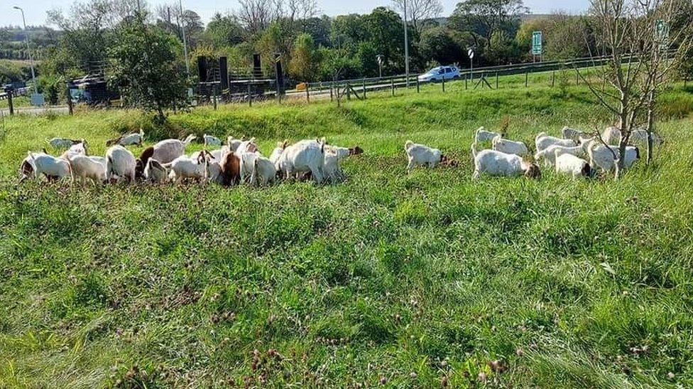 Goats hard at work