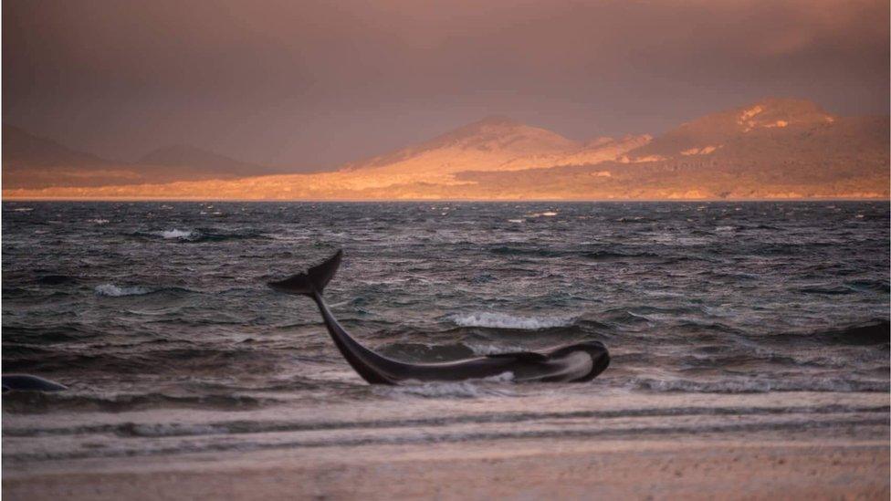 Whales stranded on a beach