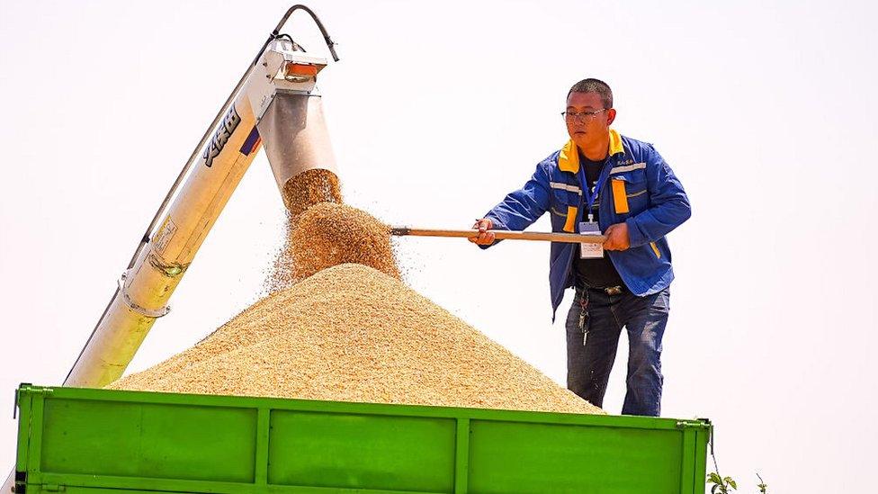 A farmer harvests wheat in a field on May 17, 2022 in Kunshan, Jiangsu Province of China