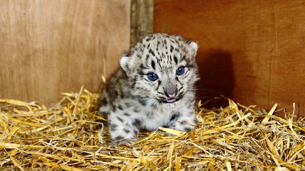 Snow Leopard Cub.