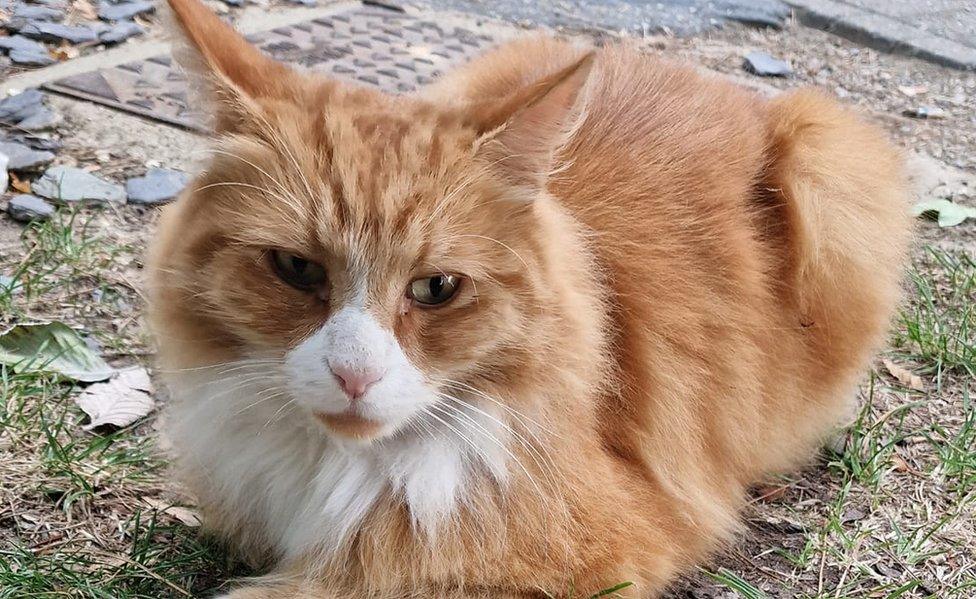 Henry the cat at Addenbrooke's Hospital in Cambridge