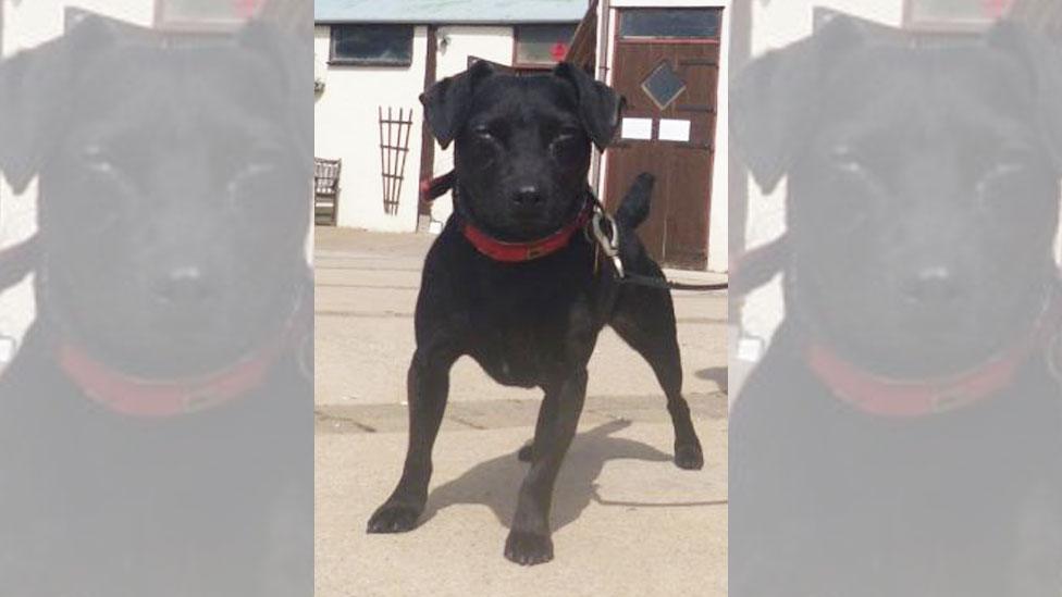 Patterdale Terrier Harrison