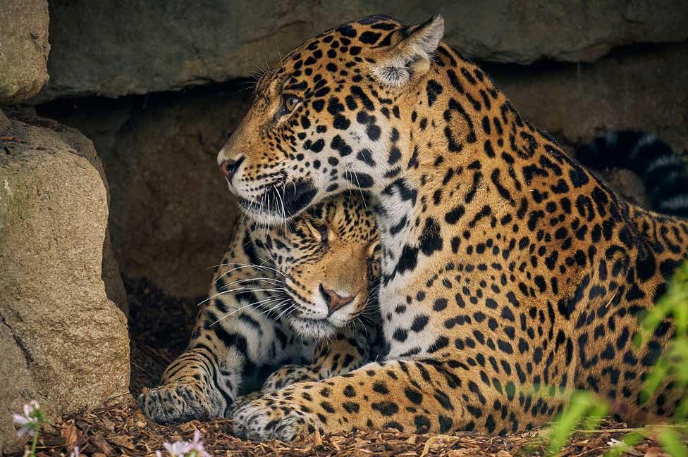 Jaguars Kedera and Kumal will return from a sister site, The Big Cat Sanctuary in Kent