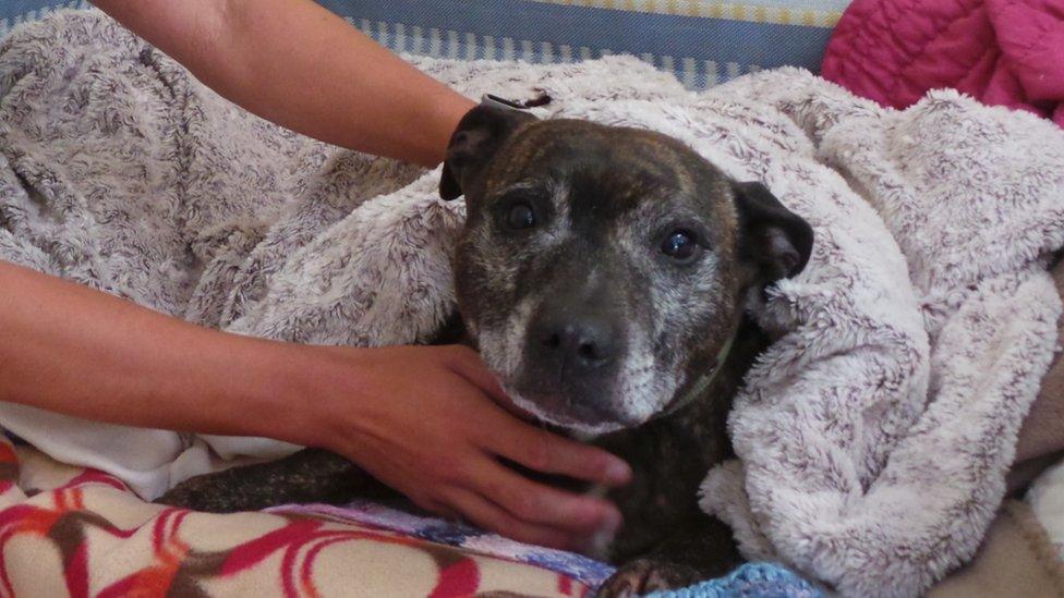 Lara the Staffordshire bull terrier from the Dog's trust in Ilfracombe