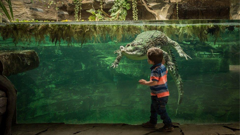 Sunda gharial crocodile