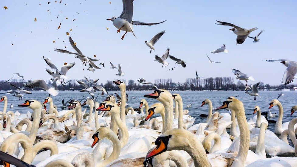 Swans and gulls fight for pieces of bread on the snow-covered banks of the Danube river in Belgrade on February 28, 2018.