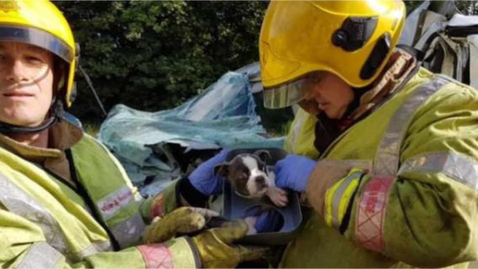 Firefighters and puppy