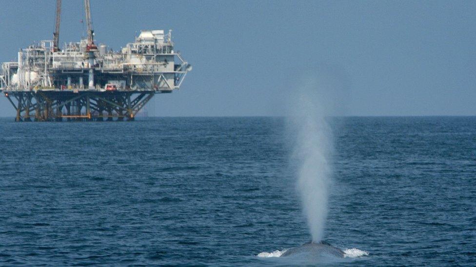 A blue whale spouts near offshore oil rigs in the Catalina Channel near Long Beach, California in 2008.