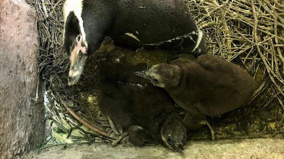 Humboldt penguins with chicks