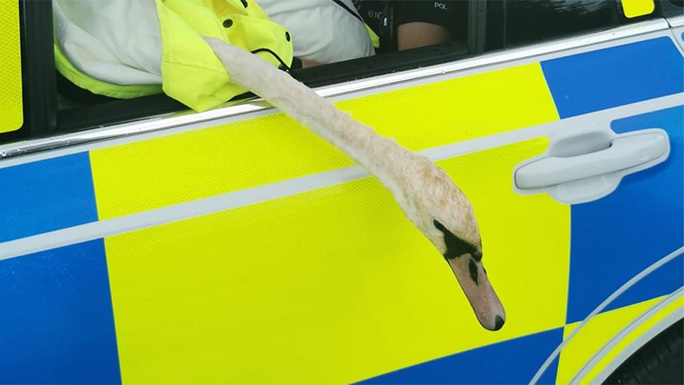 Swan in police car