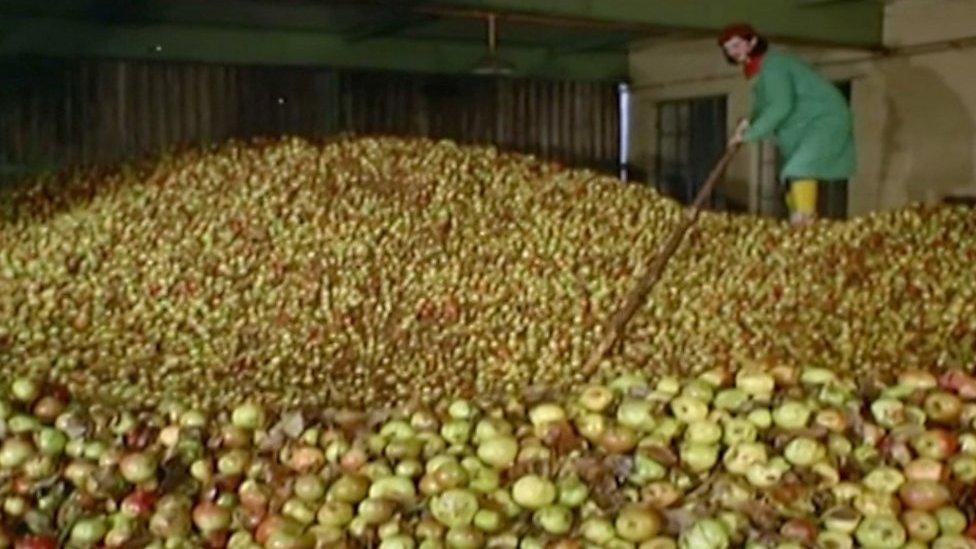 Cider making