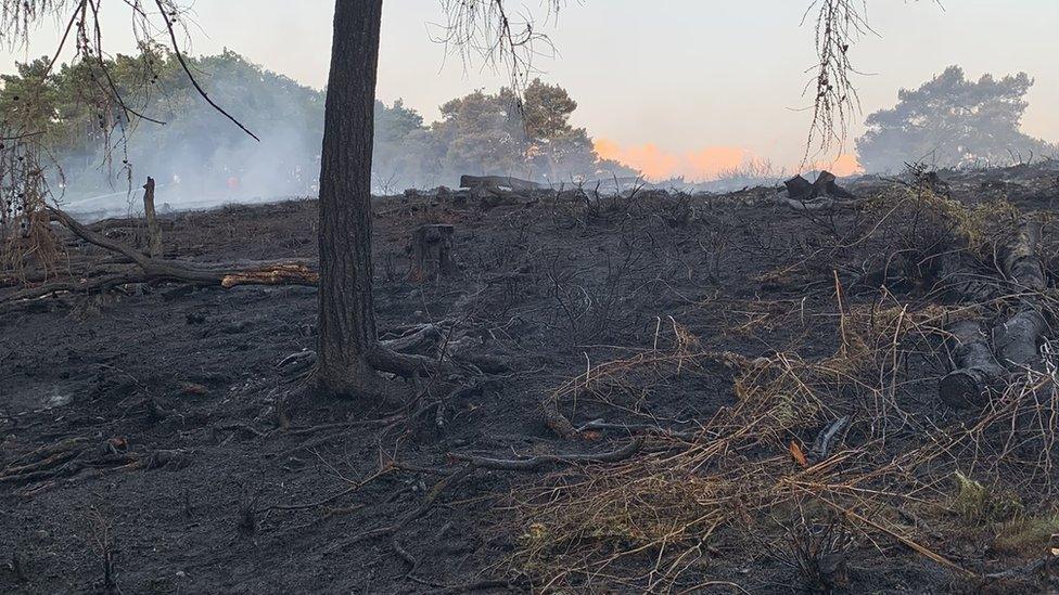 Damaged woodland