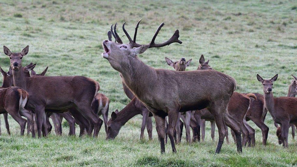 TUESDAY - Bucklebury Farm, West Berkshire