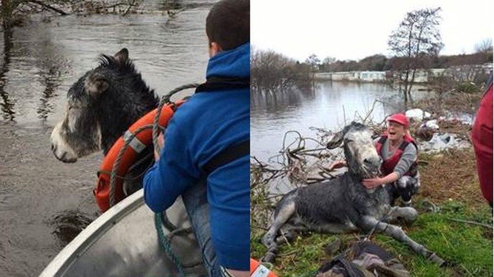 Smiling' donkey in floods rescue - BBC Newsround