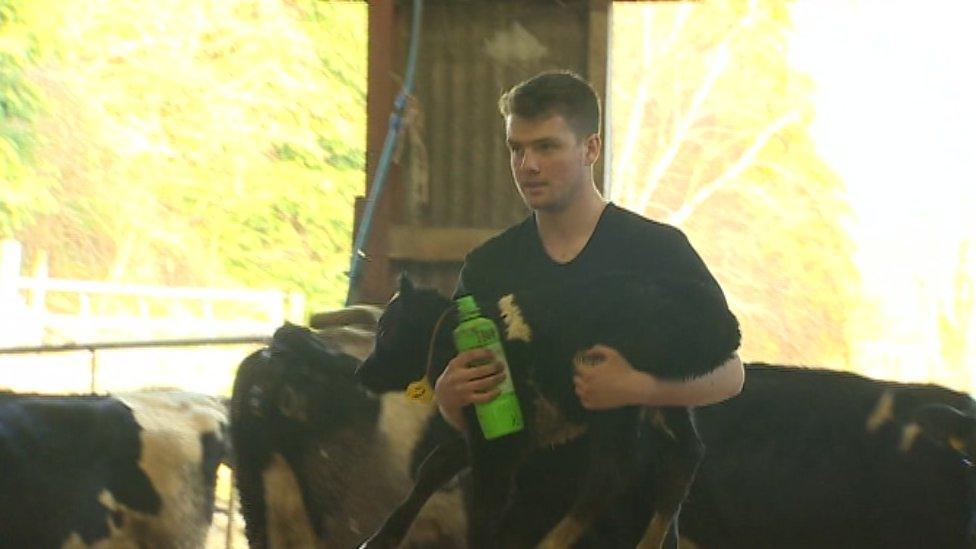 Student carrying calf