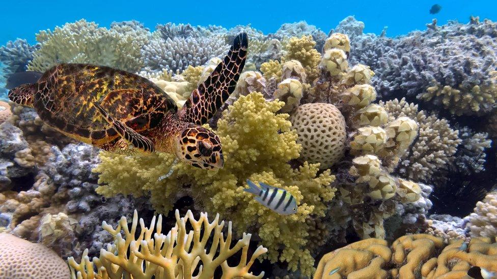 turtle-swimming-in-great-barrier-reef