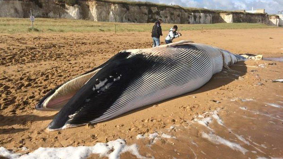 Beached whale in Thanet