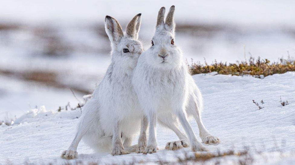 Mountain hares are Karen's favourite subject for her photography