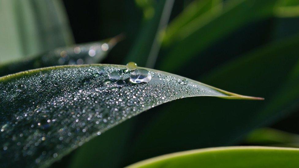 thunderstorm-plants.