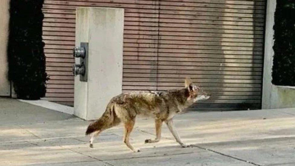 Coyote.