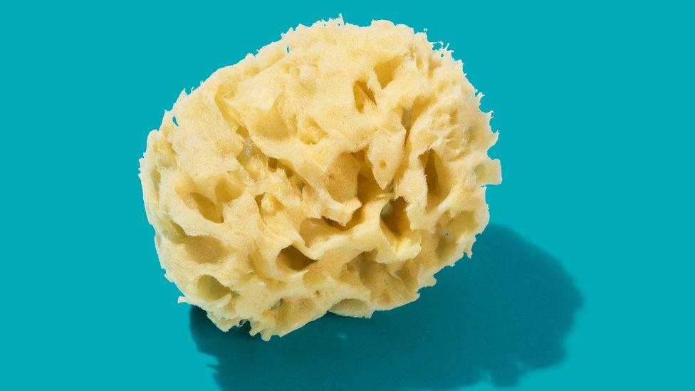 Sea sponge.