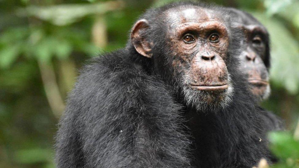 Two chimpanzees sit side by side