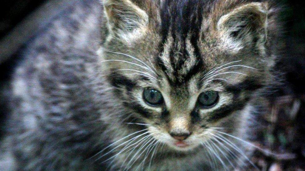 Scottish wildcat kitten