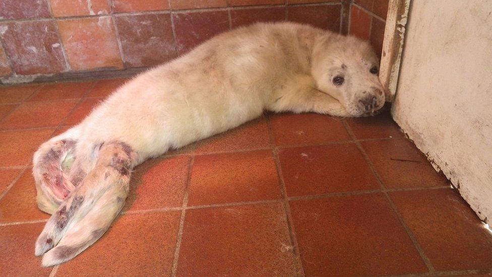 Injured seal pup