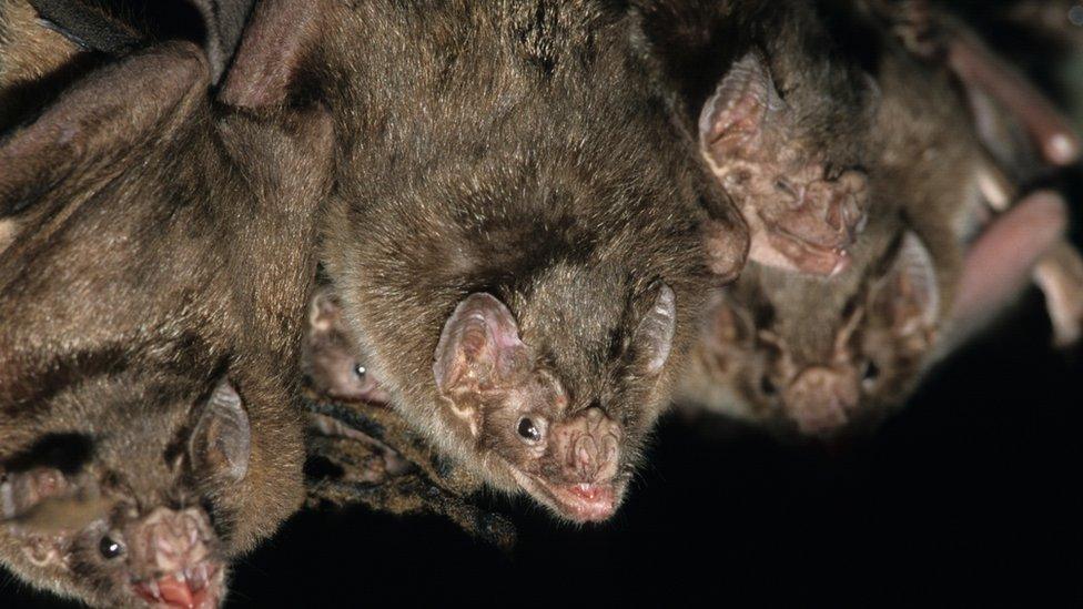 Vampire bats.