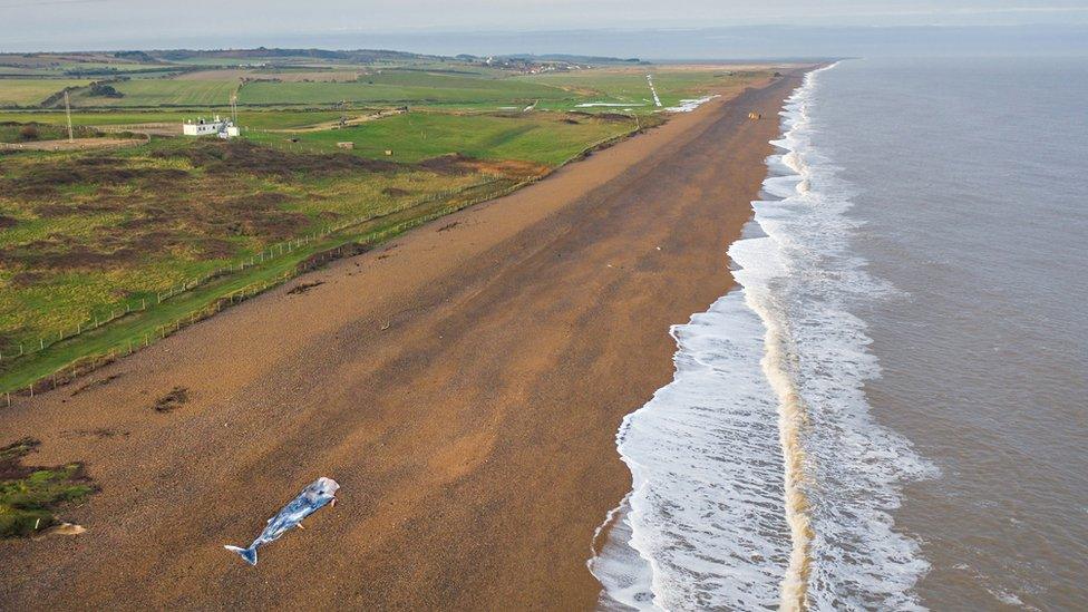 Sperm whale on beach at Weybourne