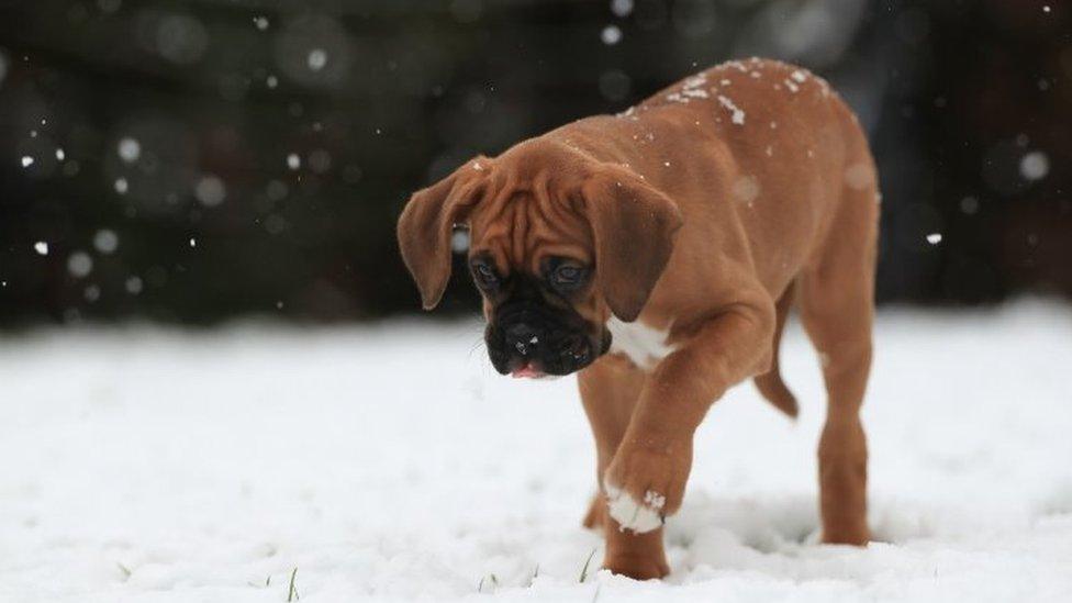 A boxer puppy discovers snow for the first time in Leicestershire