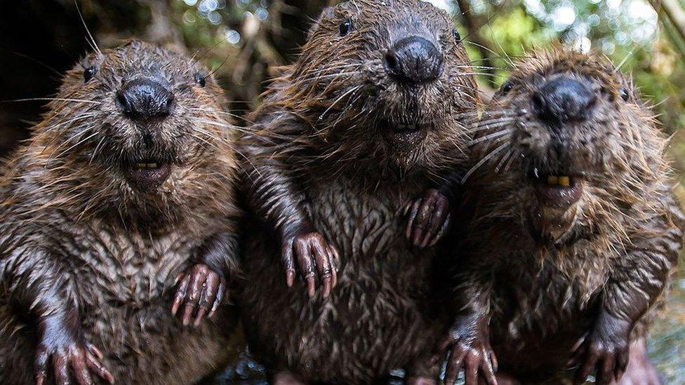 Beavers.