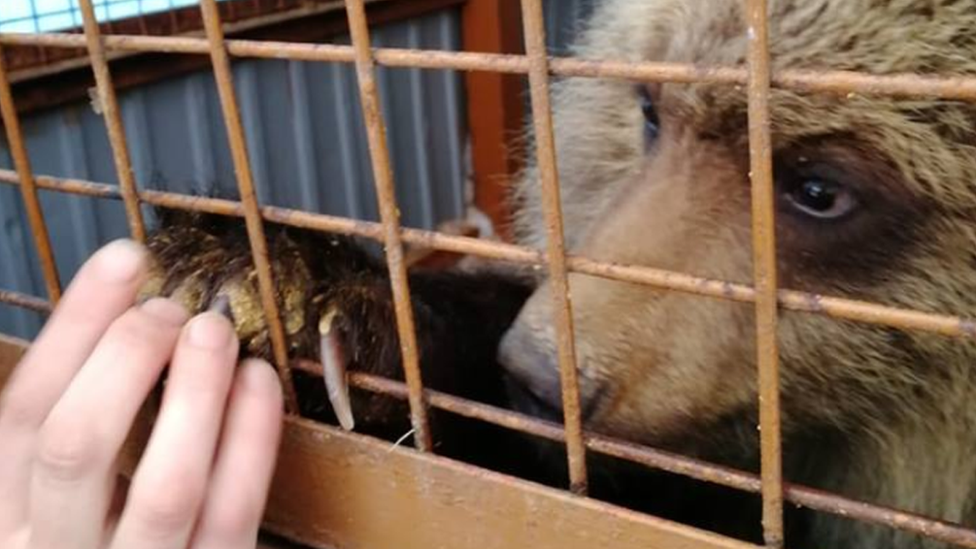 Bear rescued in Russia after poachers killed mother 2018