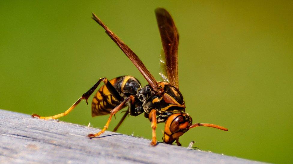 Asian hornet