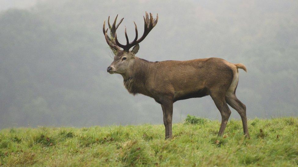 red deer stag in mist