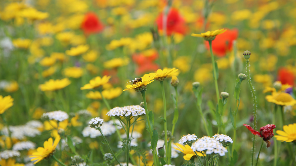 Wildflowers