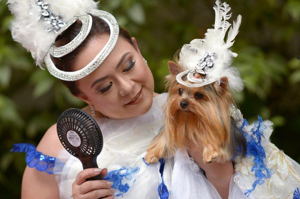 A woman fans her dog who is wearing a hat