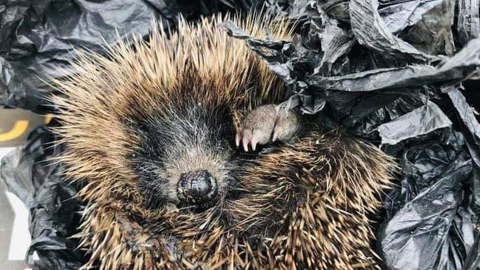 Hoglet nestled in black bin liner