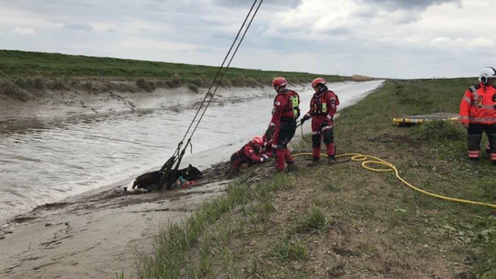 Cow being rescued