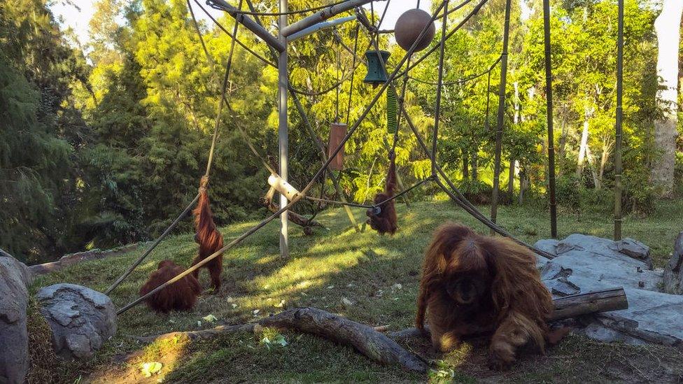 Inside the orangutan enclosure at San Diego zoo