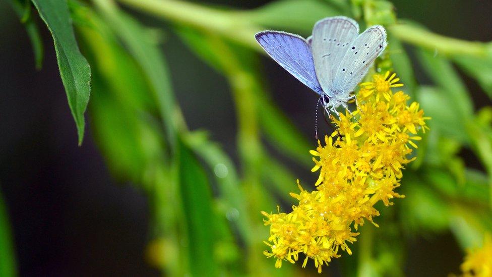 Holly blue butterfly